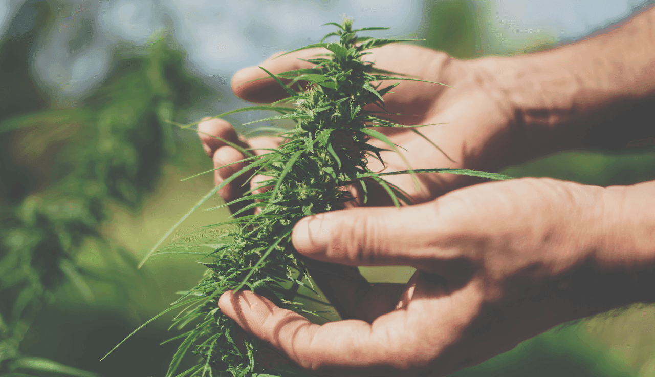 Hände halten Cannabis Pflanze auf Cannabis Feld