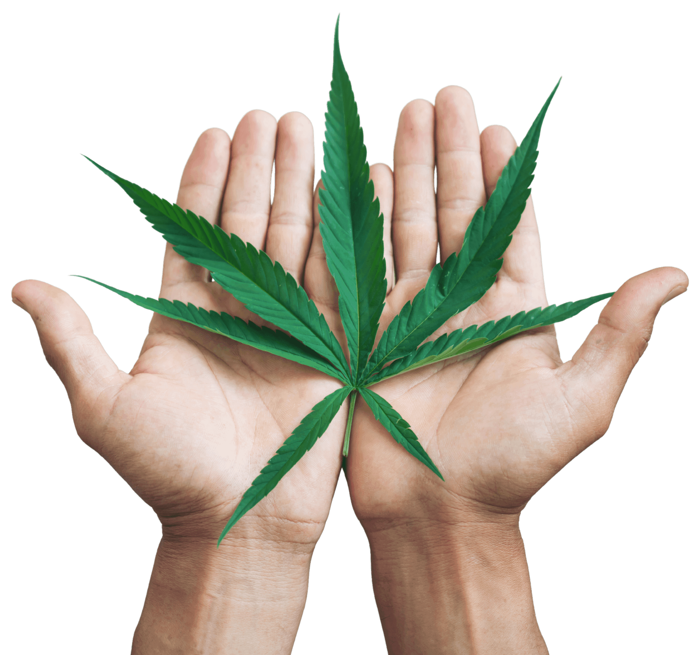 Hände halten Cannabis Blatt